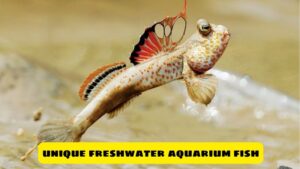 Discover Unique Freshwater Aquarium Fish